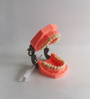 Kolorowe szczotkowanie Plastikowy model zębów dentystycznych zdejmowany
