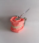 Kolorowe szczotkowanie Plastikowy model zębów dentystycznych zdejmowany